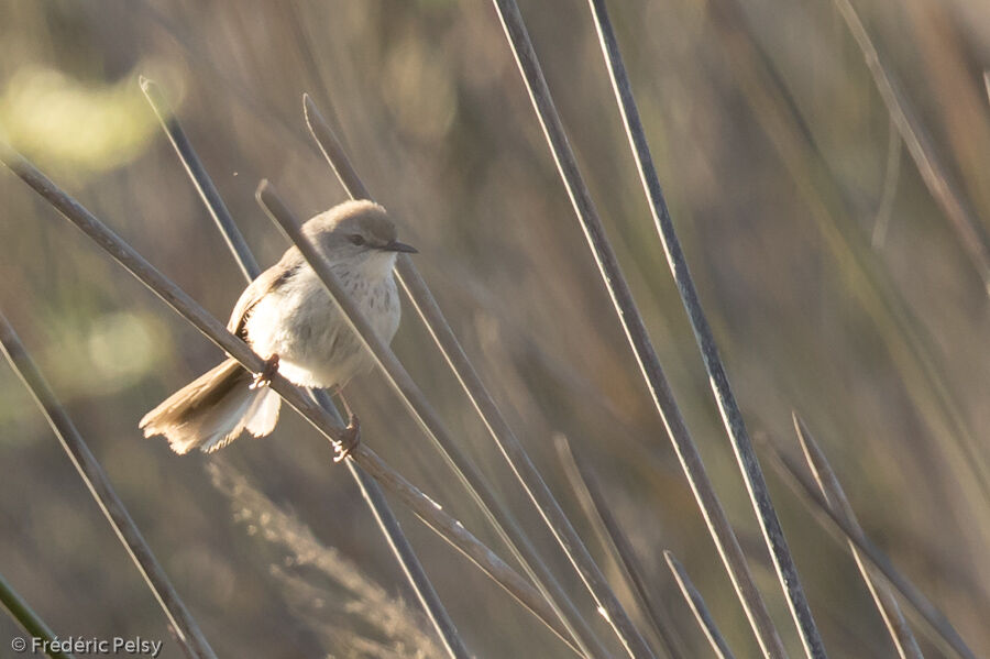 Prinia du Namaquaadulte