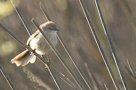 Namaqua Warbler