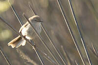 Prinia du Namaqua