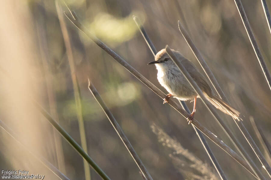 Namaqua Warbleradult, identification