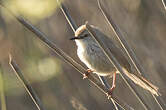 Prinia du Namaqua