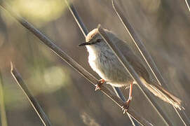 Namaqua Warbler