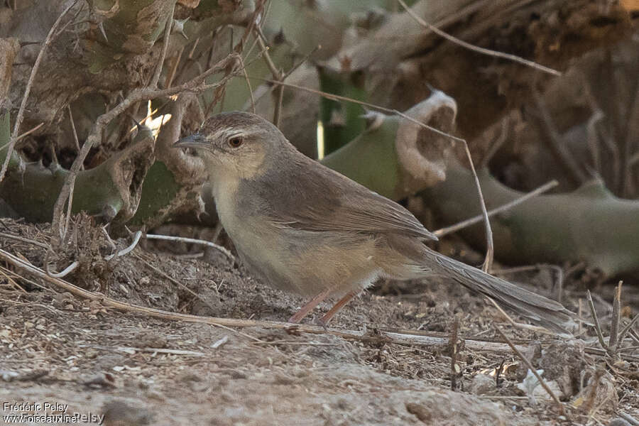 Prinia forestièreadulte, identification