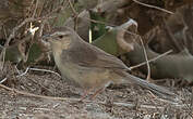 Prinia forestière