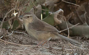 Jungle Prinia