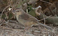 Prinia forestière