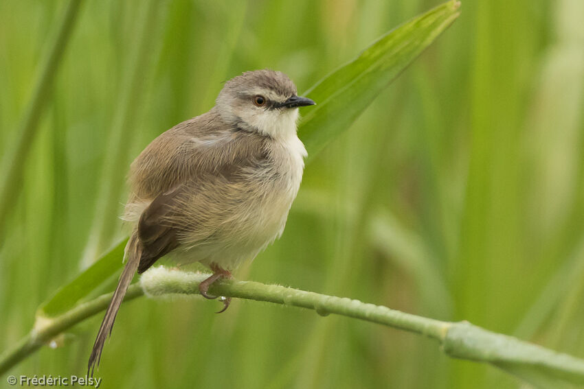 Tawny-flanked Prinia