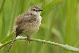 Prinia modeste