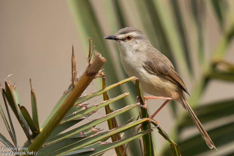 Prinia modesteadulte, identification