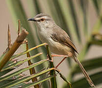 Tawny-flanked Prinia