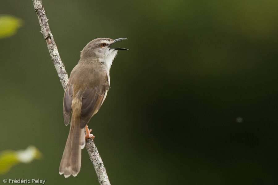 Prinia modesteadulte, chant