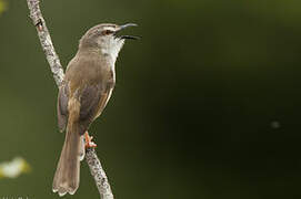 Tawny-flanked Prinia