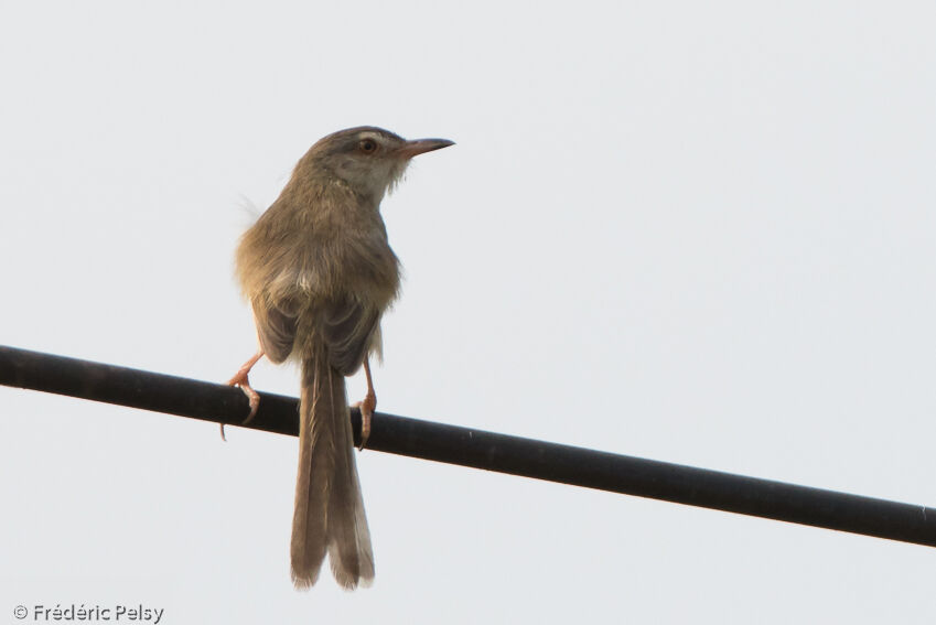 Prinia simpleadulte, identification, composition