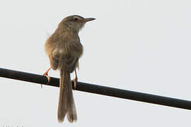 Plain Prinia