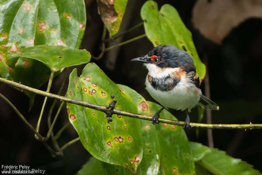 Brown-throated Wattle-eye male immature