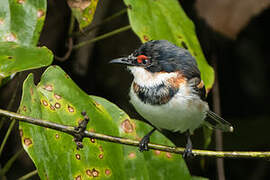 Brown-throated Wattle-eye