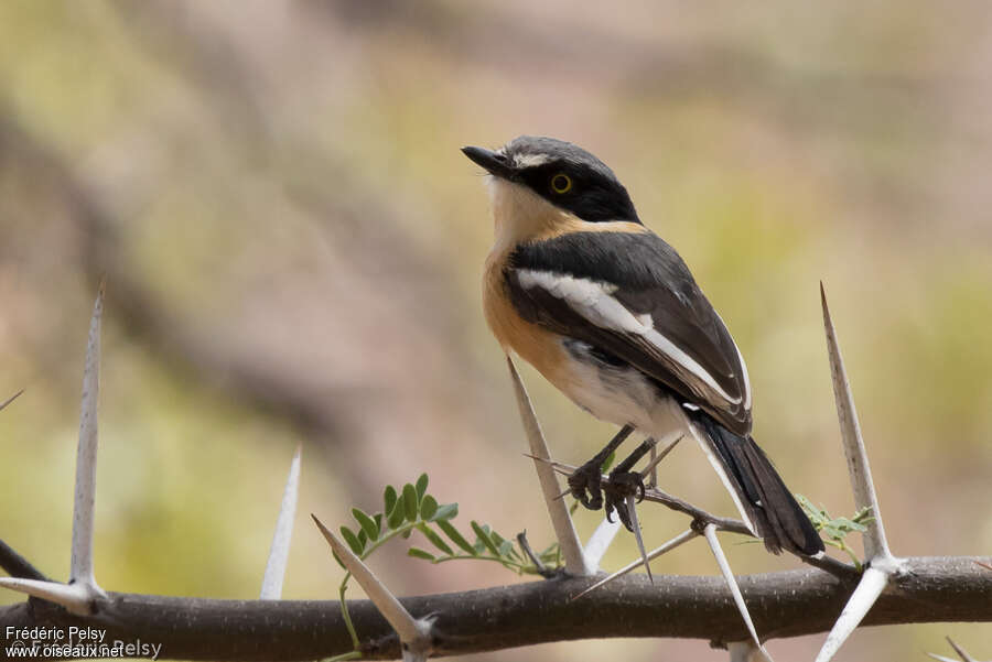 Pririt Batis female adult, identification