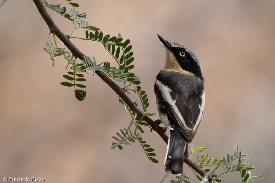 Pririt Batis female adult