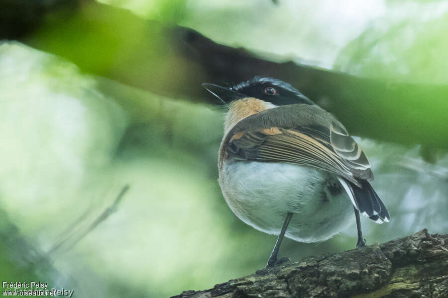 Pririt de Woodward femelle adulte, identification