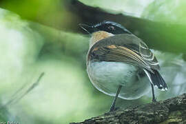 Woodwards' Batis