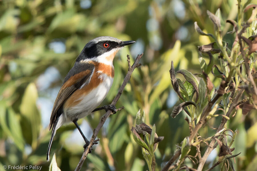 Cape Batis female adult