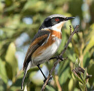 Cape Batis