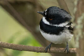 Rwenzori Batis