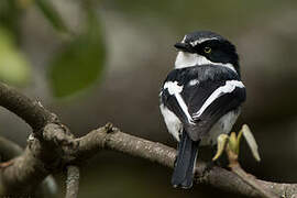 Chinspot Batis