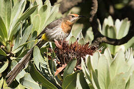 Gurney's Sugarbird