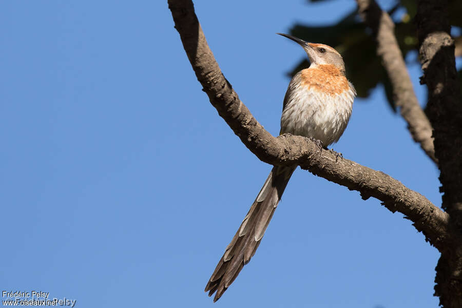 Gurney's Sugarbirdadult, identification