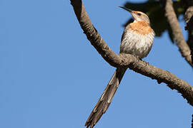 Gurney's Sugarbird