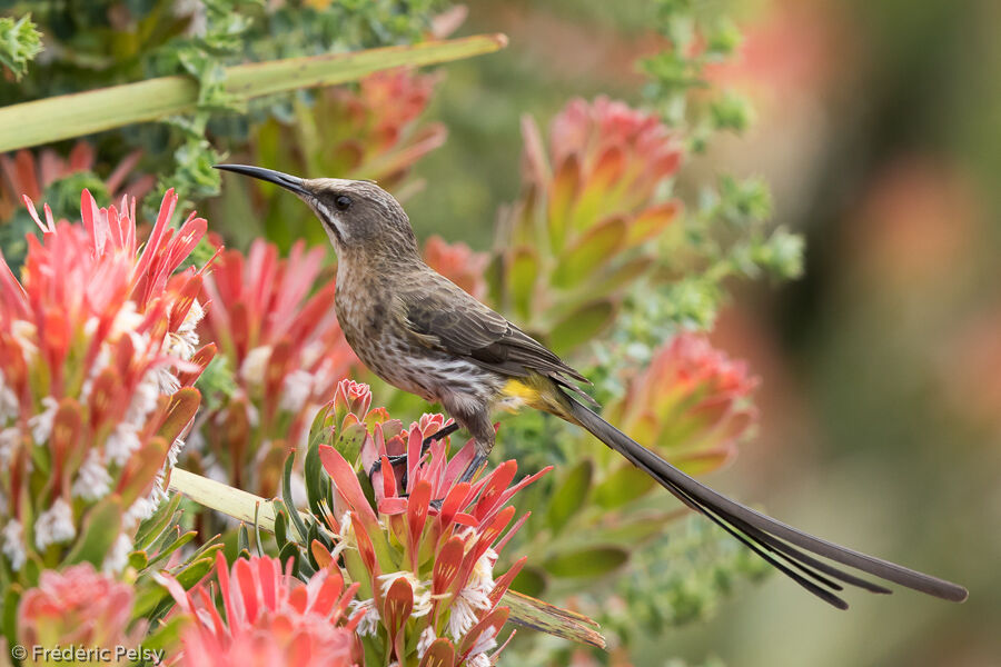 Cape Sugarbird female adult