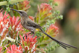 Cape Sugarbird