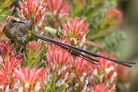 Cape Sugarbird