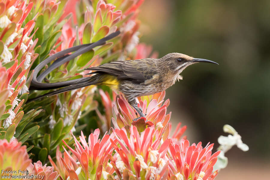 Cape Sugarbird male adult