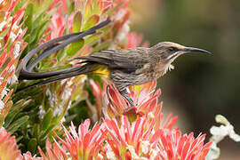 Cape Sugarbird