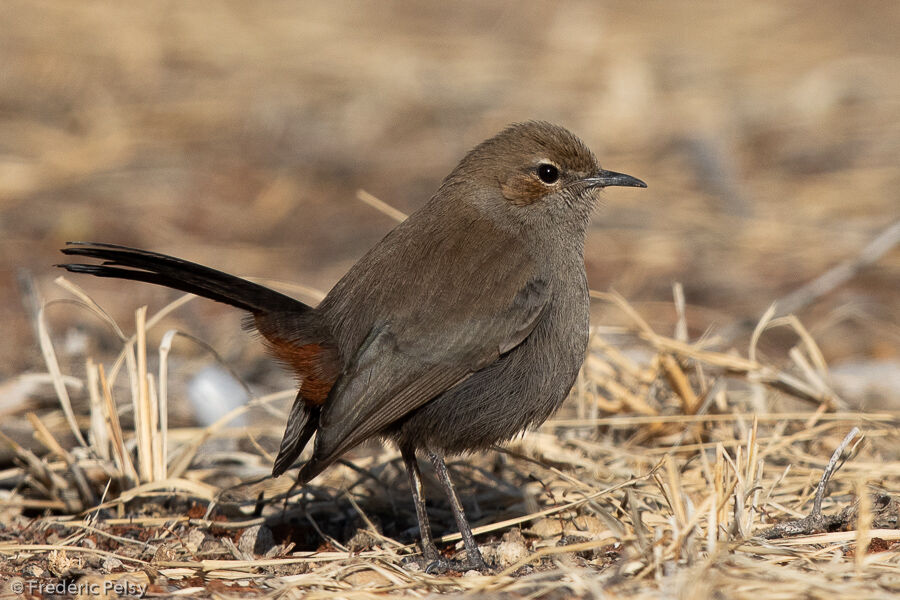 Pseudotraquet indien femelle