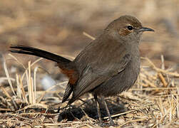 Indian Robin