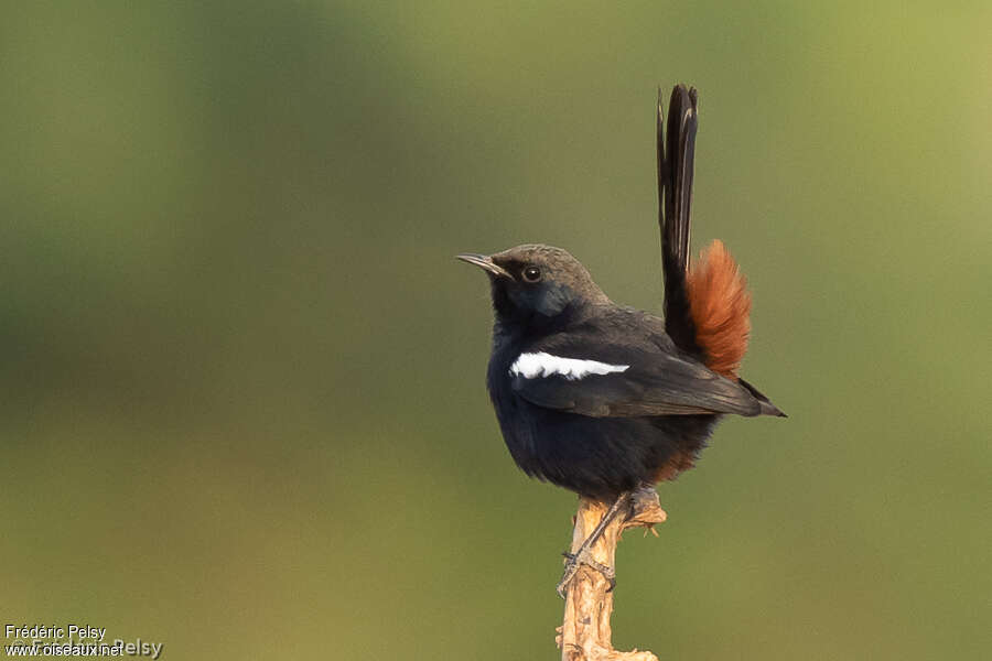 Pseudotraquet indien mâle adulte, identification