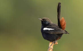 Indian Robin