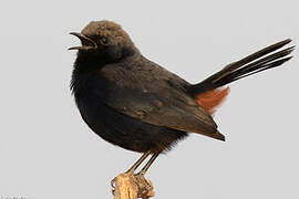 Indian Robin