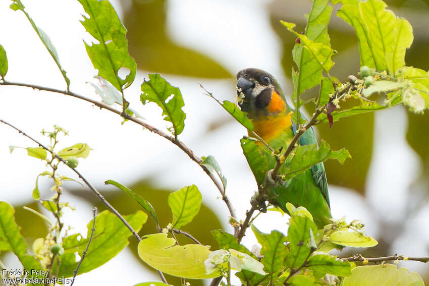 Dusky-cheeked Fig Parrotadult, identification