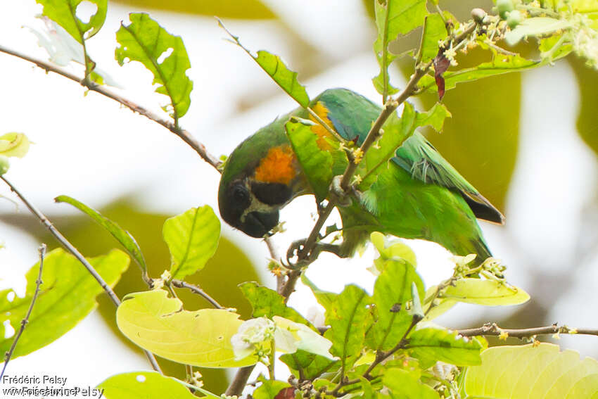 Dusky-cheeked Fig Parrot