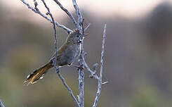 Psophode à menton noir