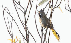Psophode à menton noir
