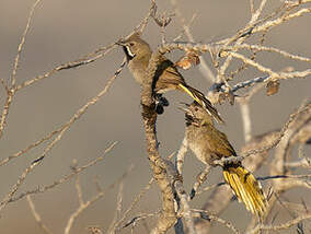 Psophode à menton noir