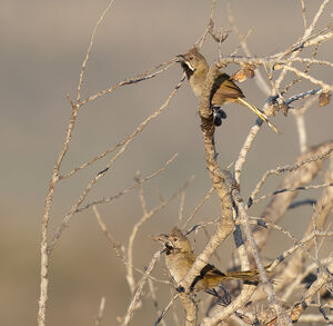 Psophode à menton noir
