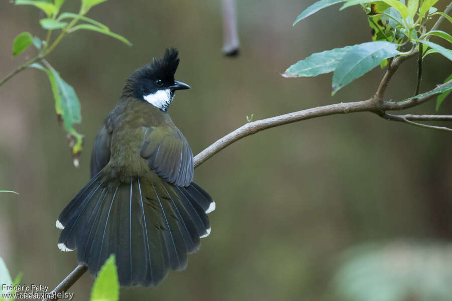 Eastern Whipbirdadult, aspect, courting display