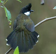 Eastern Whipbird