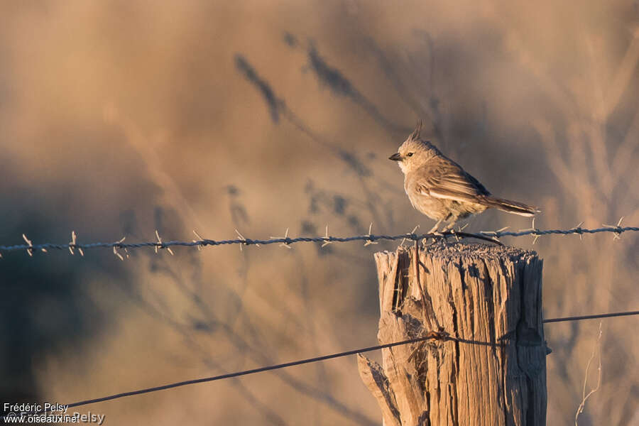 Chirruping Wedgebill